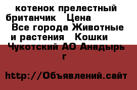 котенок прелестный британчик › Цена ­ 12 000 - Все города Животные и растения » Кошки   . Чукотский АО,Анадырь г.